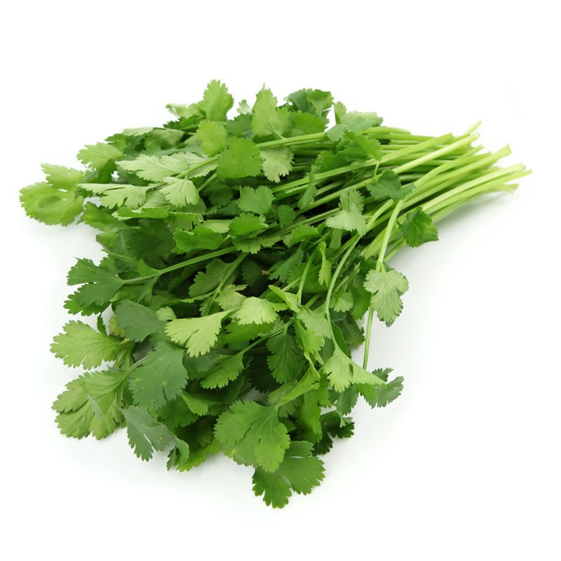 000125 CORIANDER FRESH