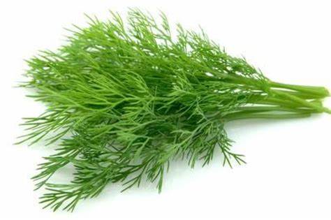 000126 DILL FRESH