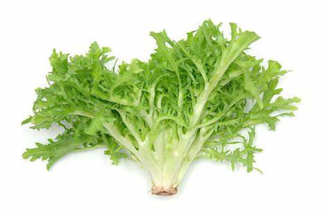000130 ENDIVE FRESH