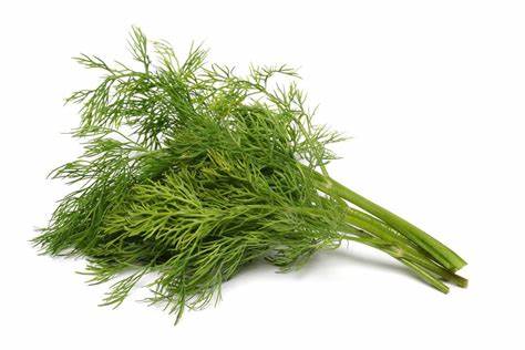 000132 FENNEL WEED FRESH