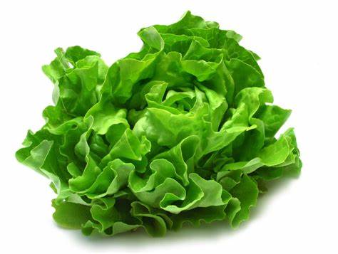 000143 LETTUCE SALAD FRESH