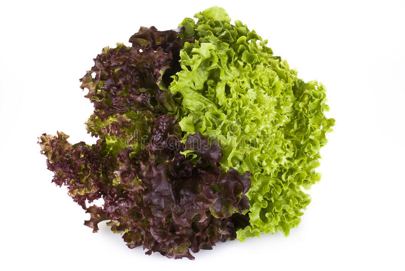 000144 LETTUCE SUNNY FRESH