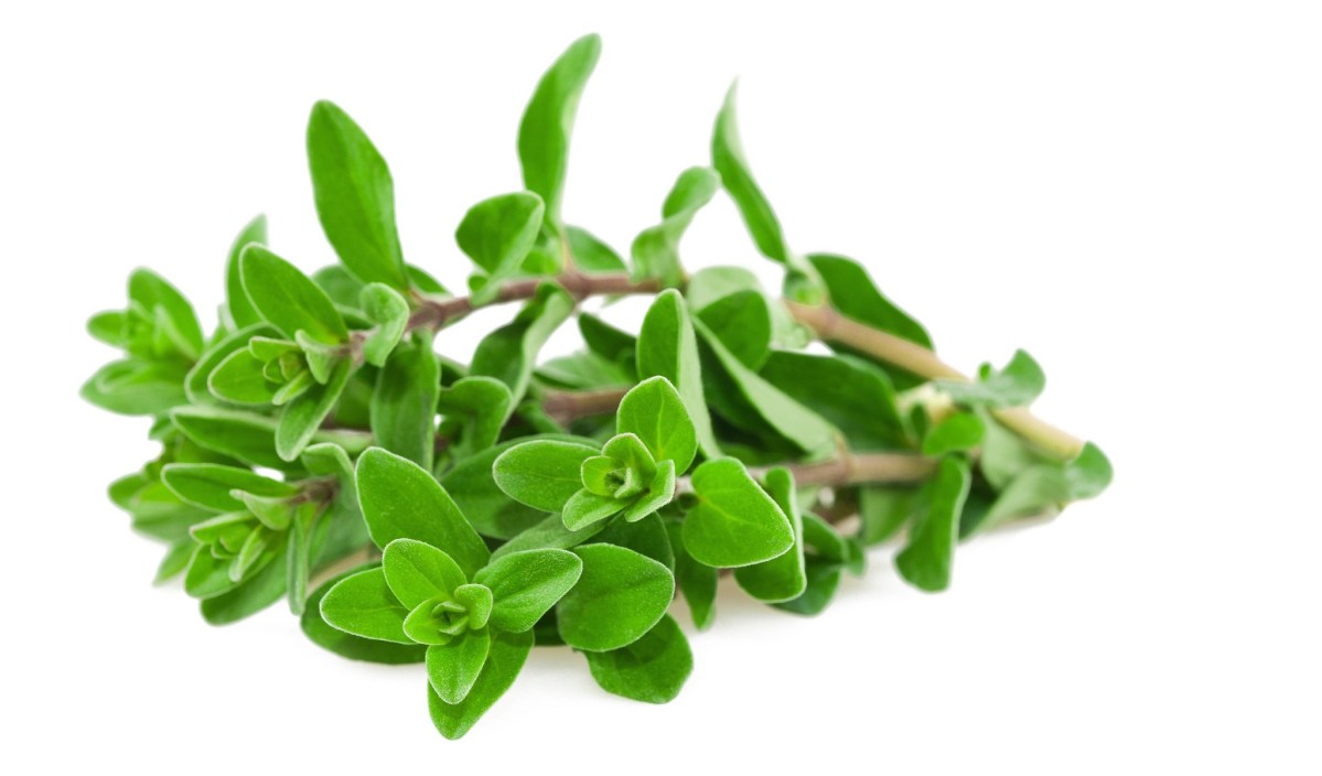 000146 MARJORAM FRESH