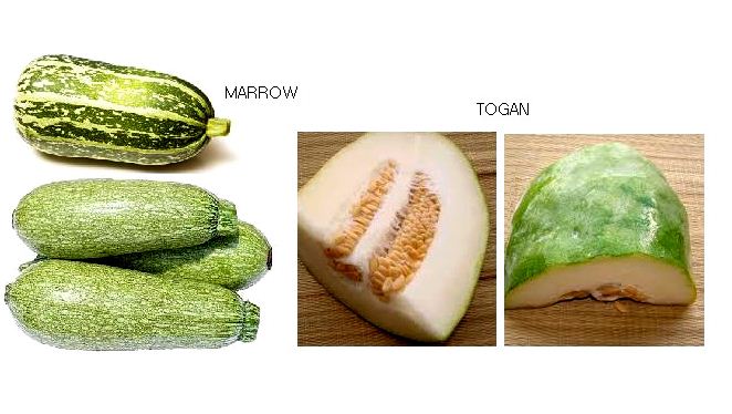 000147 MARROW JAPANESE TOGAN FRESH