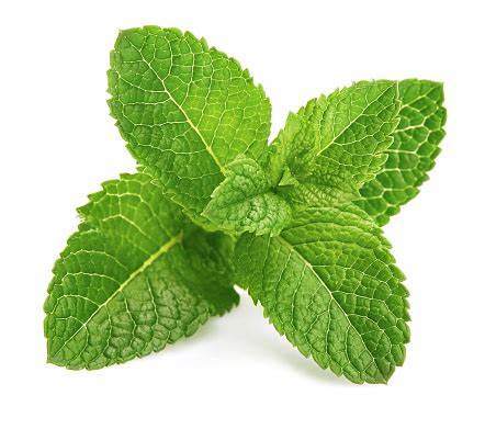 000148 MINT LEAF FRESH
