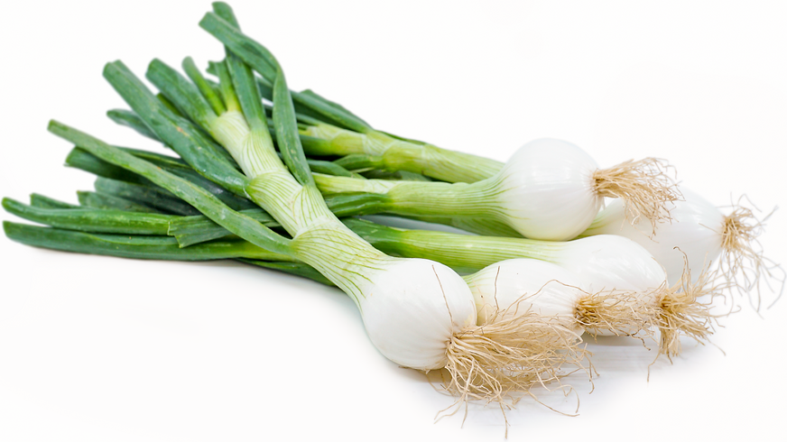 000156 ONION SPRING FRESH