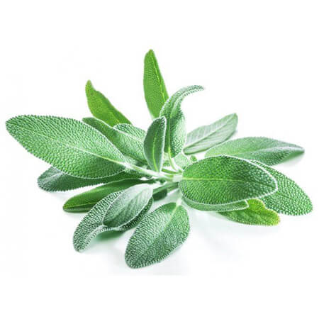 000180 SAGE FRESH