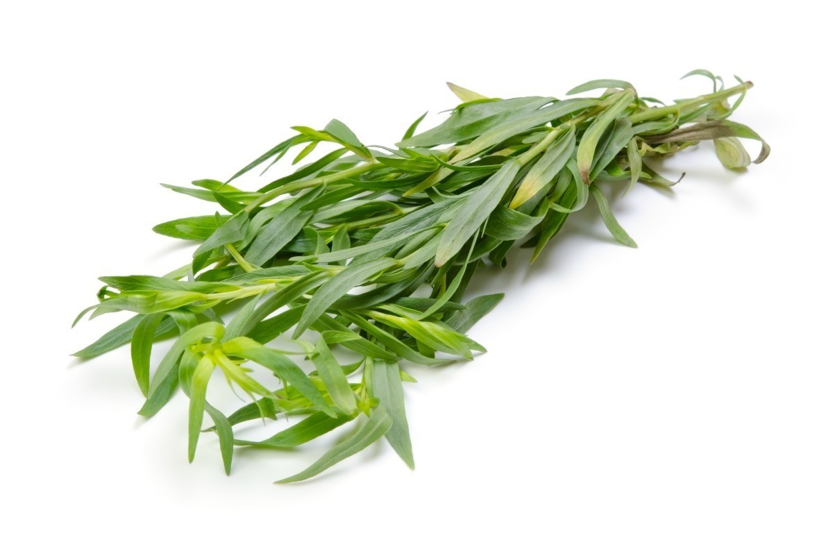 000185 TARRAGON (ESTRAGON) FRESH