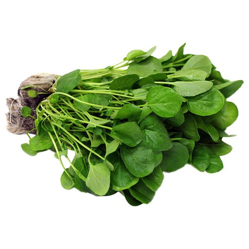 000194 WATERCRESS FRESH