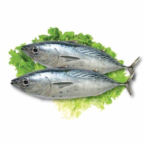 000704 BONITO WHOLE FROZEN