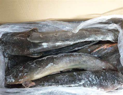 000705 CAT FISH FROZEN