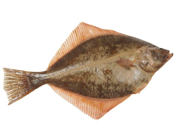 000713 FLOUNDER WHOLE FROZEN