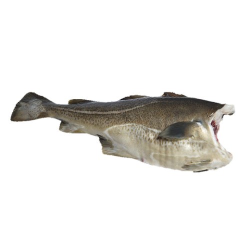 000716 HADDOCK HEADLESS FROZEN