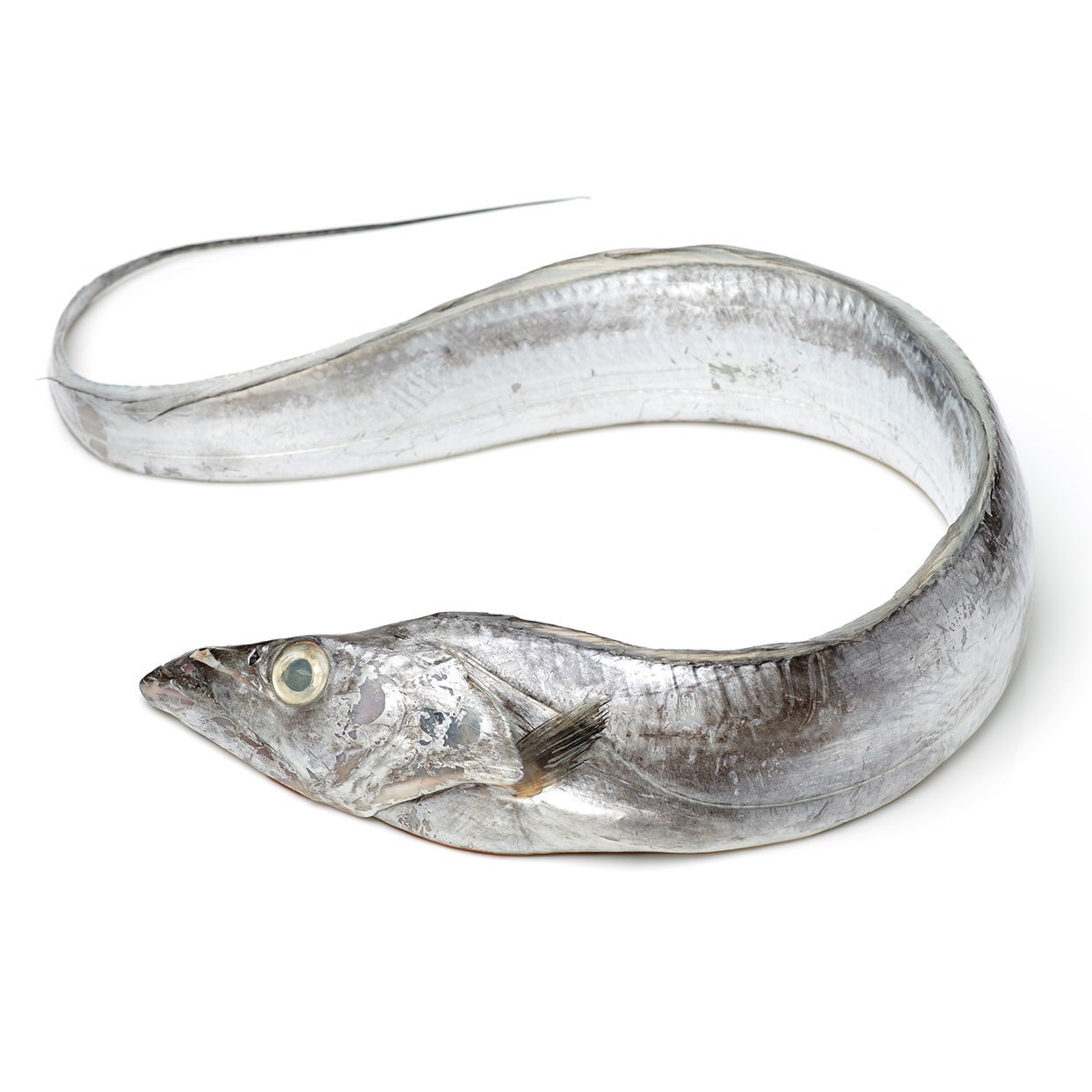 000718 HAIR TAIL(BELT FISH, TACHIUO)