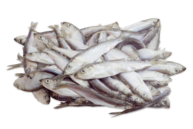 000721 HERRING FROZEN