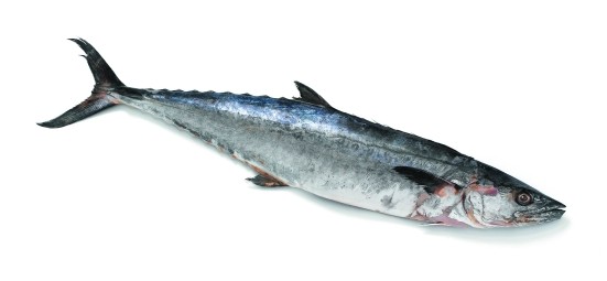 000722 MACKEREL KING FISH FROZEN
