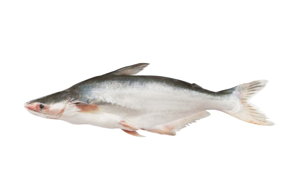 000734 PANGASIUS FISH FILLET FROZEN