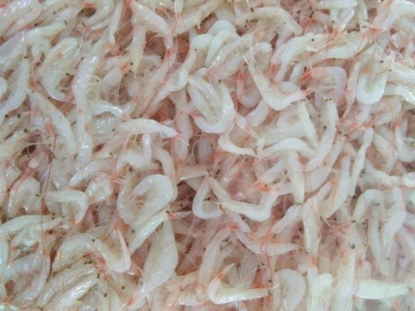 000950 SHRIMP SALTED & FERMENTED