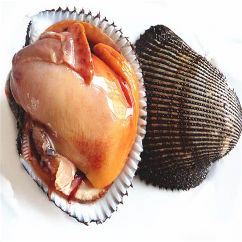 001102 BLOODY CLAM (AKAGAI) WO SHELL